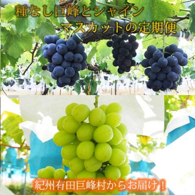 【発送月固定定期便】紀州有田産旬のぶどうセット(種なし巨峰2房・シャインマスカット2房)全2回