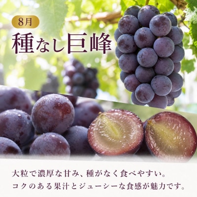 【発送月固定定期便】紀州有田産旬のぶどうセット(種なし巨峰2房・シャインマスカット2房)全2回