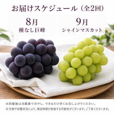 【発送月固定定期便】紀州有田産旬のぶどうセット(種なし巨峰2房・シャインマスカット2房)全2回