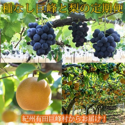 【発送月固定定期便】紀州有田産旬のフルーツセット(種なし巨峰2房・梨3玉)全2回
