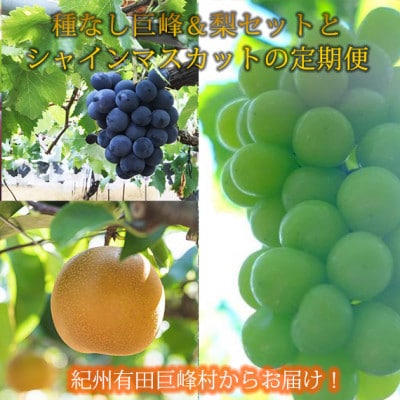 【発送月固定定期便】紀州有田産旬のフルーツセット(種なし巨峰&梨セット・シャインマスカット)全2回