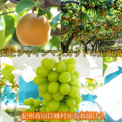 【発送月固定定期便】紀州有田産旬のフルーツセット(梨約2kg・シャインマスカット約2kg)全2回