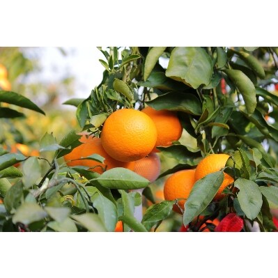 主井農園の高級清見オレンジ　5kg