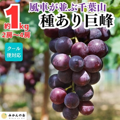 巨峰 種あり 風車が並ぶ千葉山の巨峰 1kg ( 2房 ～ 4房)和歌山県産 クール便対応
