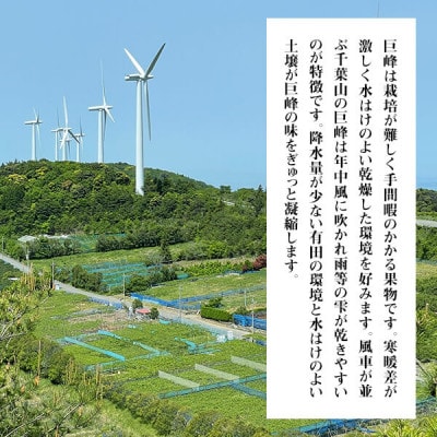 巨峰 種あり 風車が並ぶ千葉山の巨峰 2kg ( 3房 ～ 6房)和歌山県産 クール便対応