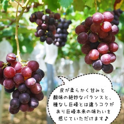 巨峰 種あり 風車が並ぶ千葉山の巨峰 2kg ( 3房 ～ 6房)和歌山県産 クール便対応