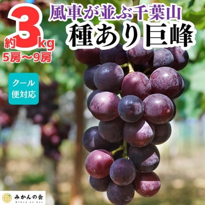 巨峰 種あり 風車が並ぶ千葉山の巨峰 3kg ( 5房 ～ 9房)和歌山県産 クール便対応