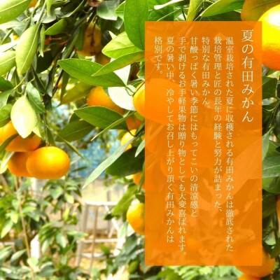 夏の有田みかん 1kg 温室栽培 和歌山県産(有田川町) 秀品