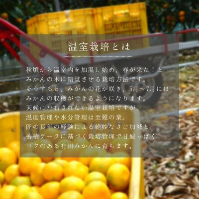 夏の有田みかん 1kg 温室栽培 和歌山県産(有田川町) 秀品