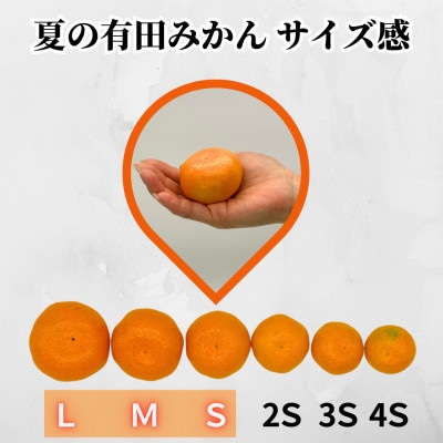 みかん 温室栽培 夏の有田みかん 2kg 秀品 L/M/Sサイズのいずれか 季節外れの冬の味覚