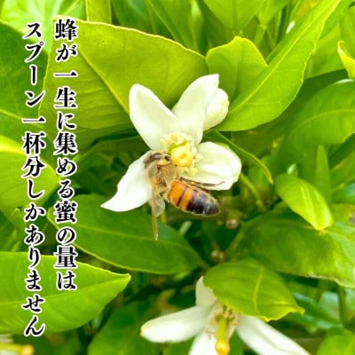 みかんジュース (500ml×2本) と はちみつ ( みかん蜂蜜・百花蜜 各210g) セット