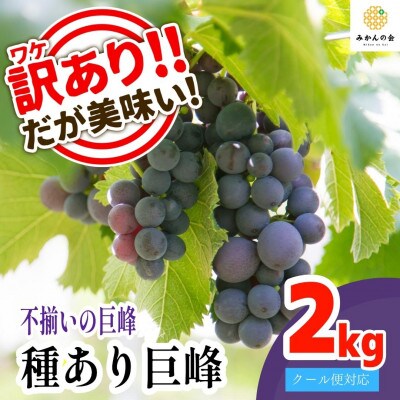それでも巨峰 2kg(4房~7房) 訳あり 和歌山県産 産地直送