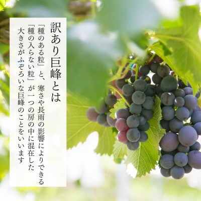 それでも巨峰 2kg(4房~7房) 訳あり 和歌山県産 産地直送