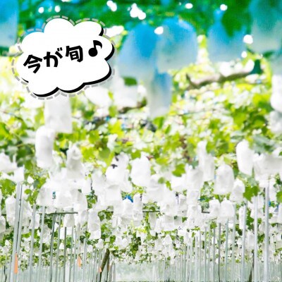 それでも巨峰 2kg(4房~7房) 訳あり 和歌山県産 産地直送