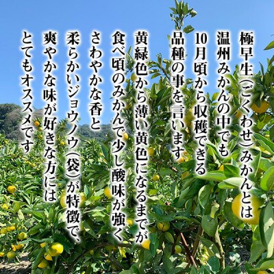 小玉ちゃん さわやか 極早生 みかんの会の有田みかん 7kg秀優混合 2Sサイズ以下 和歌山県産