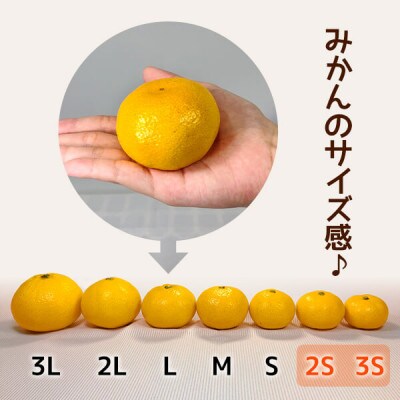 小玉ちゃん さわやか 極早生 みかんの会の有田みかん 7kg秀優混合 2Sサイズ以下 和歌山県産