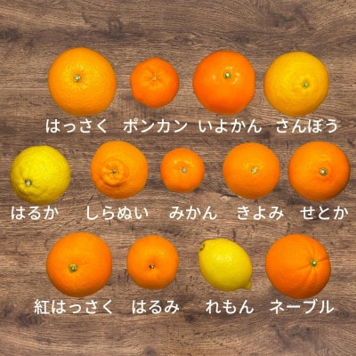 旬の柑橘食べ比べ 柑橘ごろごろ 3種 箱込10kg(内容量約9.2kg) 秀優混合 和歌山 産地直送