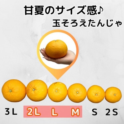 甘夏 箱込 10kg (内容量約9.2kg) 秀優品混合 2L/L/Mサイズのいずれか
