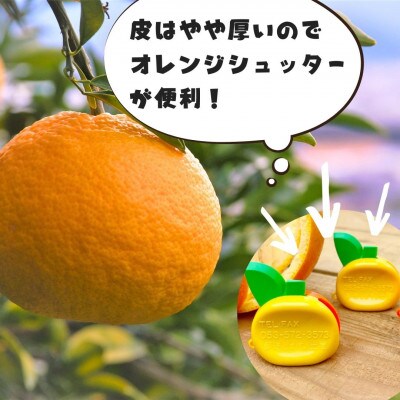 甘夏 箱込 10kg (内容量約9.2kg) 秀優品混合 2L/L/Mサイズのいずれか