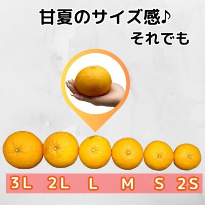訳あり それでも 甘夏 箱込 7.5kg (内容量約6.8kg) 秀優品混合 サイズミックス
