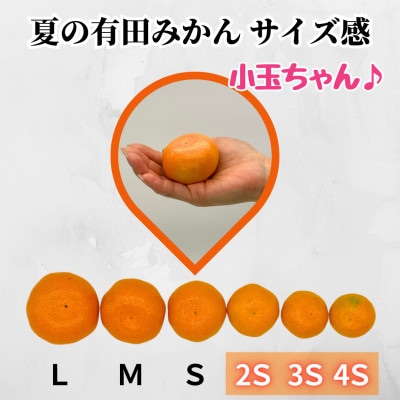 小玉ちゃん 温室栽培 夏の有田みかん 2kg 秀品 2Sサイズ以下 季節外れの冬の味覚