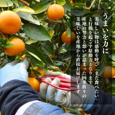 小玉ちゃん 温室栽培 夏の有田みかん 2kg 秀品 2Sサイズ以下 季節外れの冬の味覚
