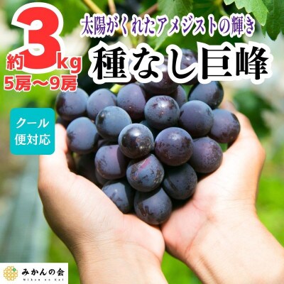 種なし 有田巨峰村の巨峰 3kg ( 5房 ～ 9房 )  和歌山県産 産地直送 クール便対応