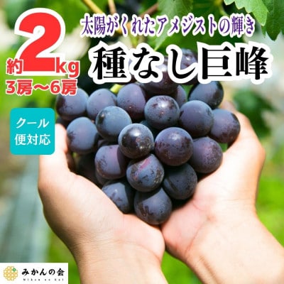 種なし 有田巨峰村の巨峰 2kg ( 3房 ～ 6房 ) 和歌山県産 産地直送 クール便対応