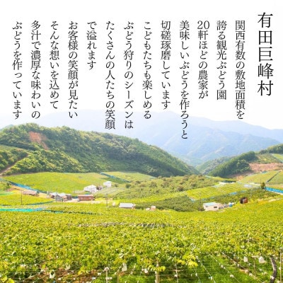 種なし 有田巨峰村の巨峰 2kg ( 3房 ～ 6房 ) 和歌山県産 産地直送 クール便対応