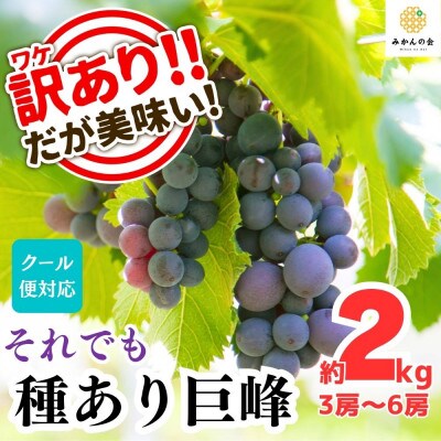 訳あり それでも 巨峰 2kg ( 3房 ～ 6房 ) 和歌山県産 産地直送 クール便対応