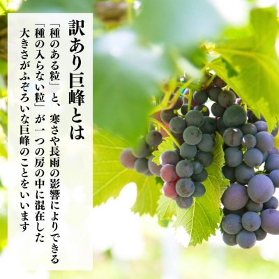 訳あり それでも 巨峰 2kg ( 3房 ～ 6房 ) 和歌山県産 産地直送 クール便対応