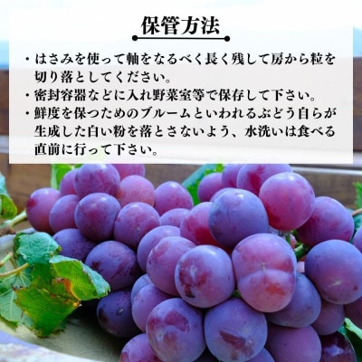 訳あり それでも 巨峰 2kg ( 3房 ～ 6房 ) 和歌山県産 産地直送 クール便対応