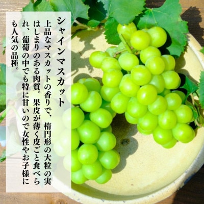 シャインマスカット 有田巨峰村 約2kg ( 2房 ～ 6房 ) 和歌山県産 産地直送 クール便対応