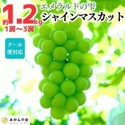 シャインマスカット 有田巨峰村 約1.2kg ( 1房 ～ 3房 ) 和歌山県産 産地直送 クール便
