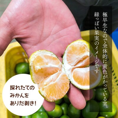 小玉みかん 極早生 箱込7.5kg(内容量6.8kg) 2Sサイズ以下 秀優混合 有田みかん