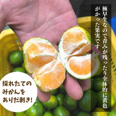 小玉みかん 極早生 箱込7.5kg(内容量6.8kg) 3S～S 秀優混合 有田みかん
