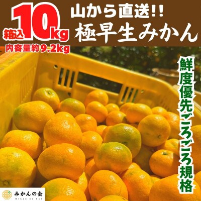 みかん 極早生 山から直送 箱込10kg(内容量9.2kg) 採れたてそのままごろごろ規格