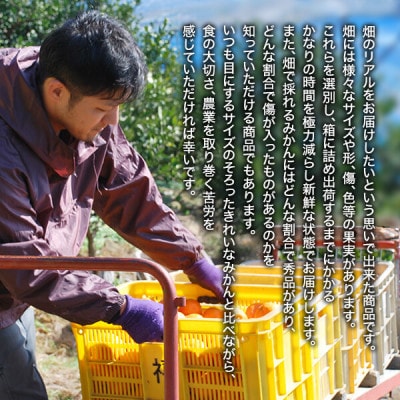 みかん 極早生 山から直送 箱込10kg(内容量9.2kg) 採れたてそのままごろごろ規格