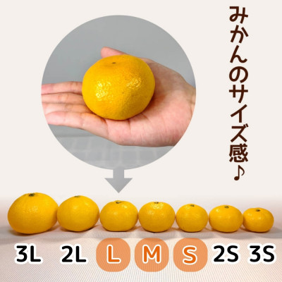 ゆら早生 みかん 箱込7.5kg (内容量 6.8kg) LMSいずれか 秀優混合 和歌山県産