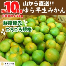 ゆら早生 みかん 山から直送 箱込 10kg (内容量 9.2kg) 採れたてそのままごろごろ規格