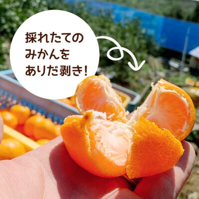 みかん 小玉ちゃん 箱込 5kg (内容量 4.4kg) 2S サイズ以下 秀品 有田みかん