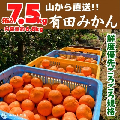 みかん 山から直送 箱込 7.5kg (内容量 6.8kg) 鮮度優先ごろごろ規格 和歌山県産