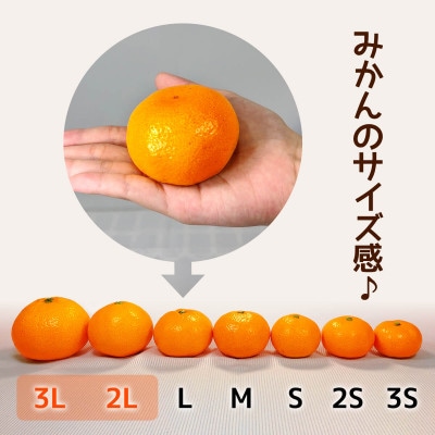 熟成 みかん  大玉 秀品 箱込 10kg ( 内容量 9.2kg ) 2Lサイズ以上 どっこいしょ