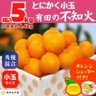 不知火 (しらぬい) とにかく小玉 箱込 5kg ( 内容量 4.4kg ) 秀品 優品 混合