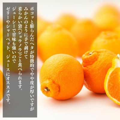不知火 (しらぬい) とにかく小玉 箱込 5kg ( 内容量 4.4kg ) 秀