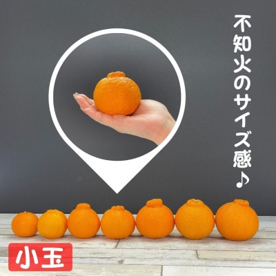 みかん 和歌山産 不知火オレンジ 10kg ご家庭用 数量限定 送料