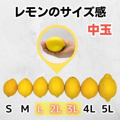 レモン 国産 秀品 中玉 箱込 2.5kg(内容量2.3kg) L 2L 3L ミックス 和歌山県産