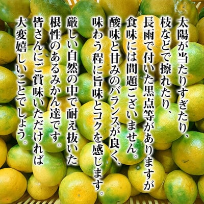 有田みかん小玉【極早生】箱込 10kg (内容量9.2kg) 2Sサイズ以下 秀優品混合