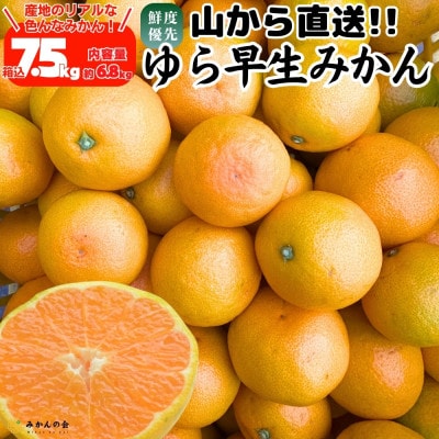 有田みかん【ゆら早生】山から直送 箱込 7.5kg (内容量6.8kg) 採れたてそのまま