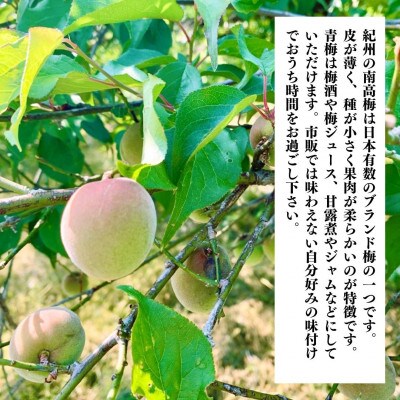 南高梅 青梅 秀品 小粒ちゃん 10kg Sサイズ以下 和歌山県産 紀州有田 産地直送 クール便対応